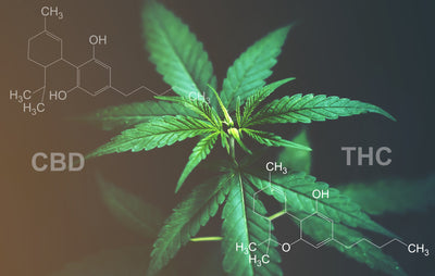 THC Vs CBD: What's The Difference?