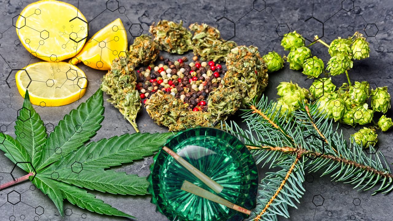 Why RAW Pre Rolled Cones Are Ideal for Preserving Terpene Flavor Profiles