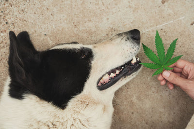 Canines and Cannabis: Baked pups and A guide to doggie safety