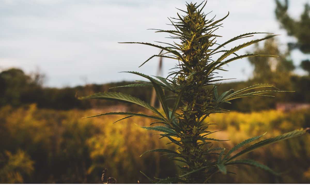 Texas Smokable Hemp Ban: What Your Business Needs to Know Before March 31